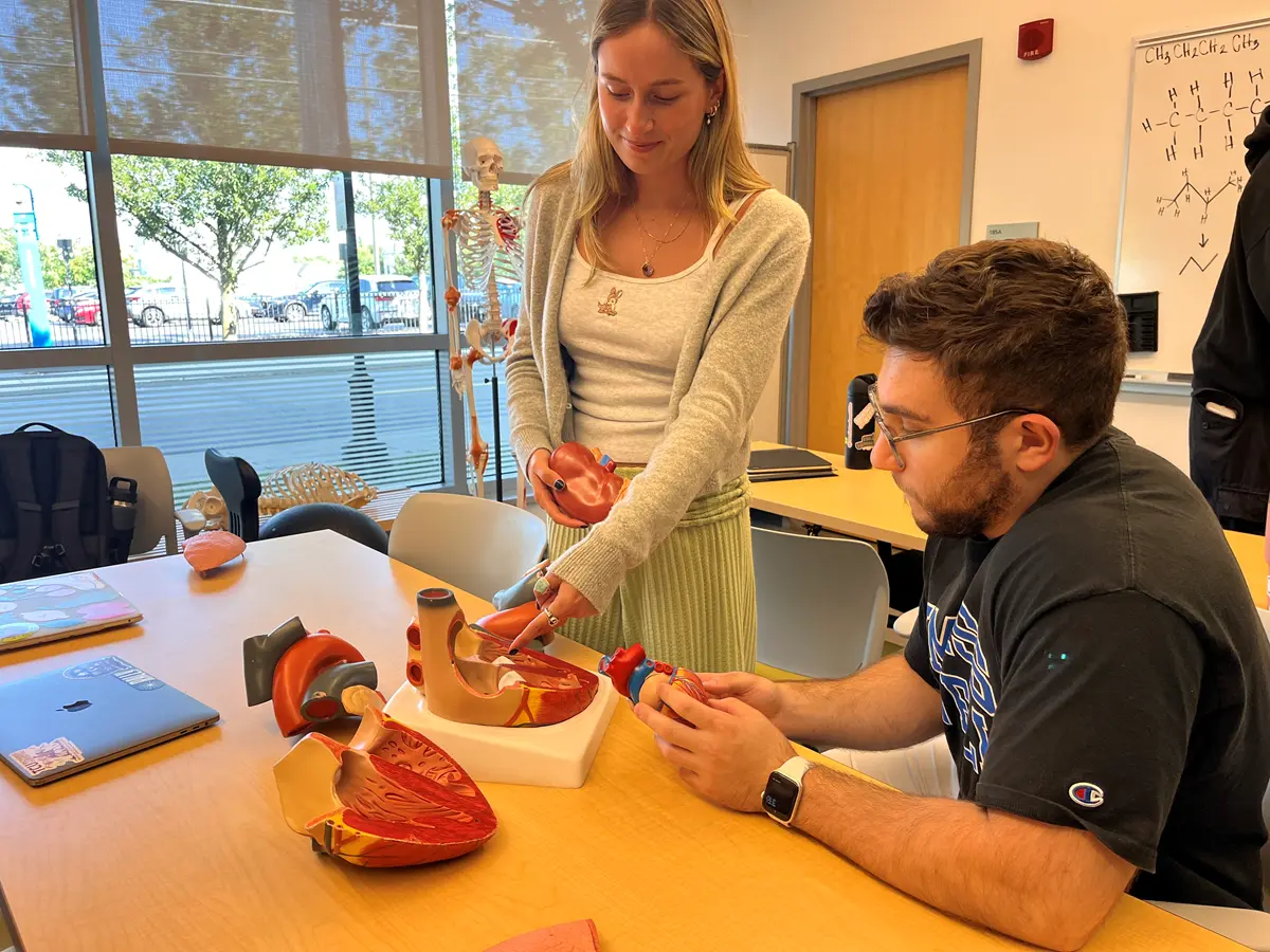 Two students exam a model of an organ