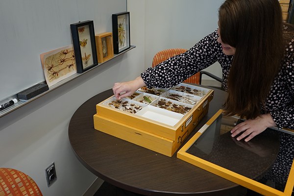 Christina Kwapich adjusting insect