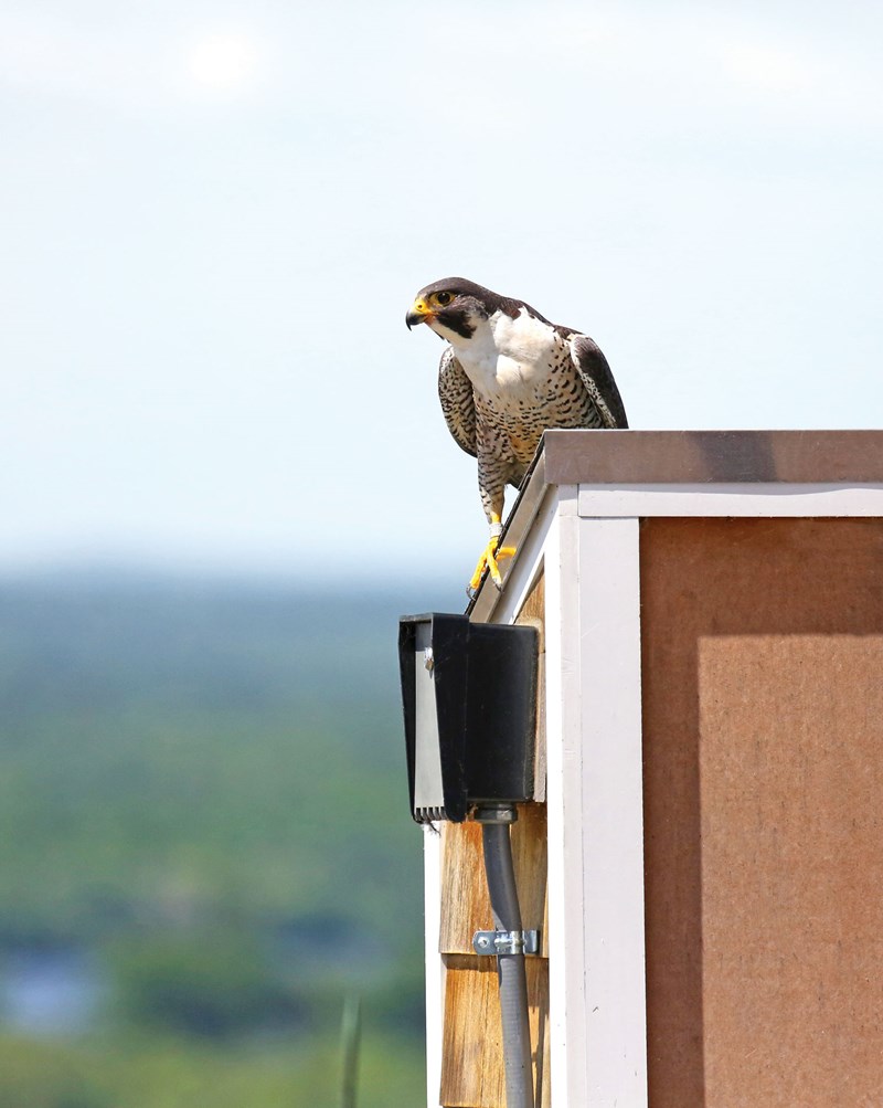 Peregrine falcon atop UMass Lowell's Fox Hall