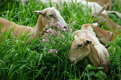 Sheep munch on weeds on North Campus