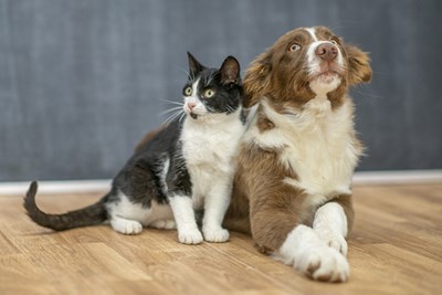 A cat and a dog sit together on a wooden floor