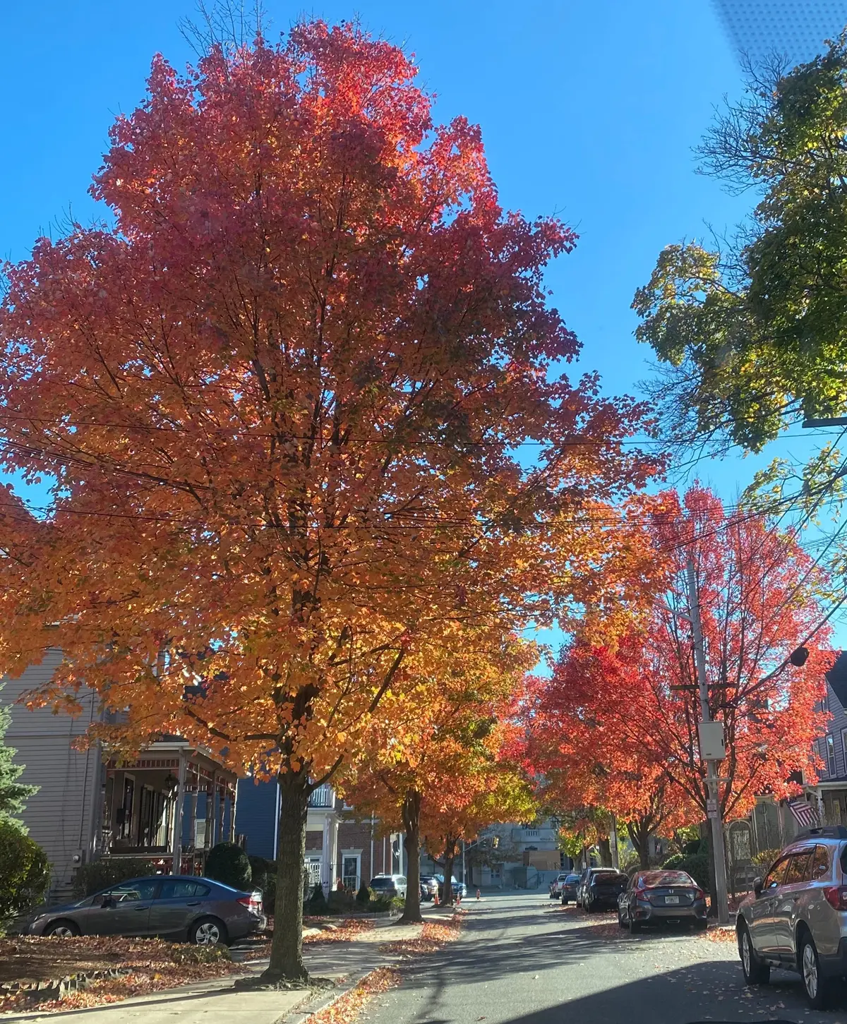 A street lined with trees with autumn colored leaves.