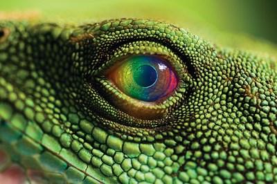 Close up of a lizard's eye with rainbow colors across it. Did you know that numerous birds, insects, reptiles and aquatic animals perceive colors in the ultraviolet region of the spectrum—literally “over the rainbow?”  Join Charles W. Clark as he applies these discoveries to measurement science and discusses how the ultraviolet influences the science of physics, astronomy and climate change.