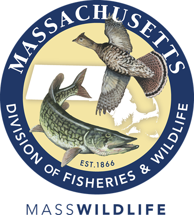 Massachusetts Division of Fisheries and Wildlife logo. MassWildlife is responsible for the conservation of freshwater fish and wildlife in the Commonwealth, including endangered plants and animals. MassWildlife restores, protects, and manages land for wildlife to thrive and for people to enjoy.