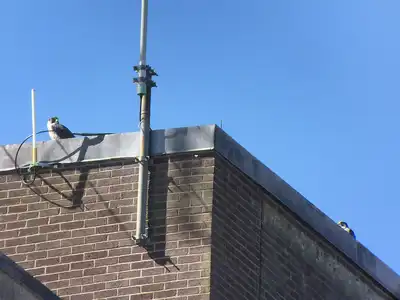 This photo taken by Imelda Joson on March 22 shows Merri (left) and Lance together on the roof of Fox Hall.