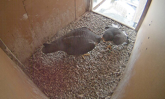 Merri, left, and Lance inside the nest box taken on March 4.