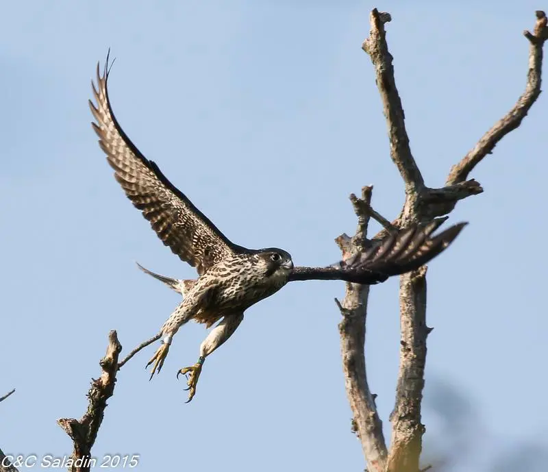 One of Merri and Lance’s offspring this year, nicknamed “Jane,” has recently been spotted in Cape May, New Jersey, a distance of nearly 400 miles from UMass Lowell!