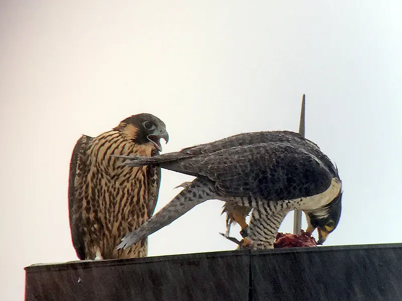 Merri feeds Jane with a pigeon.