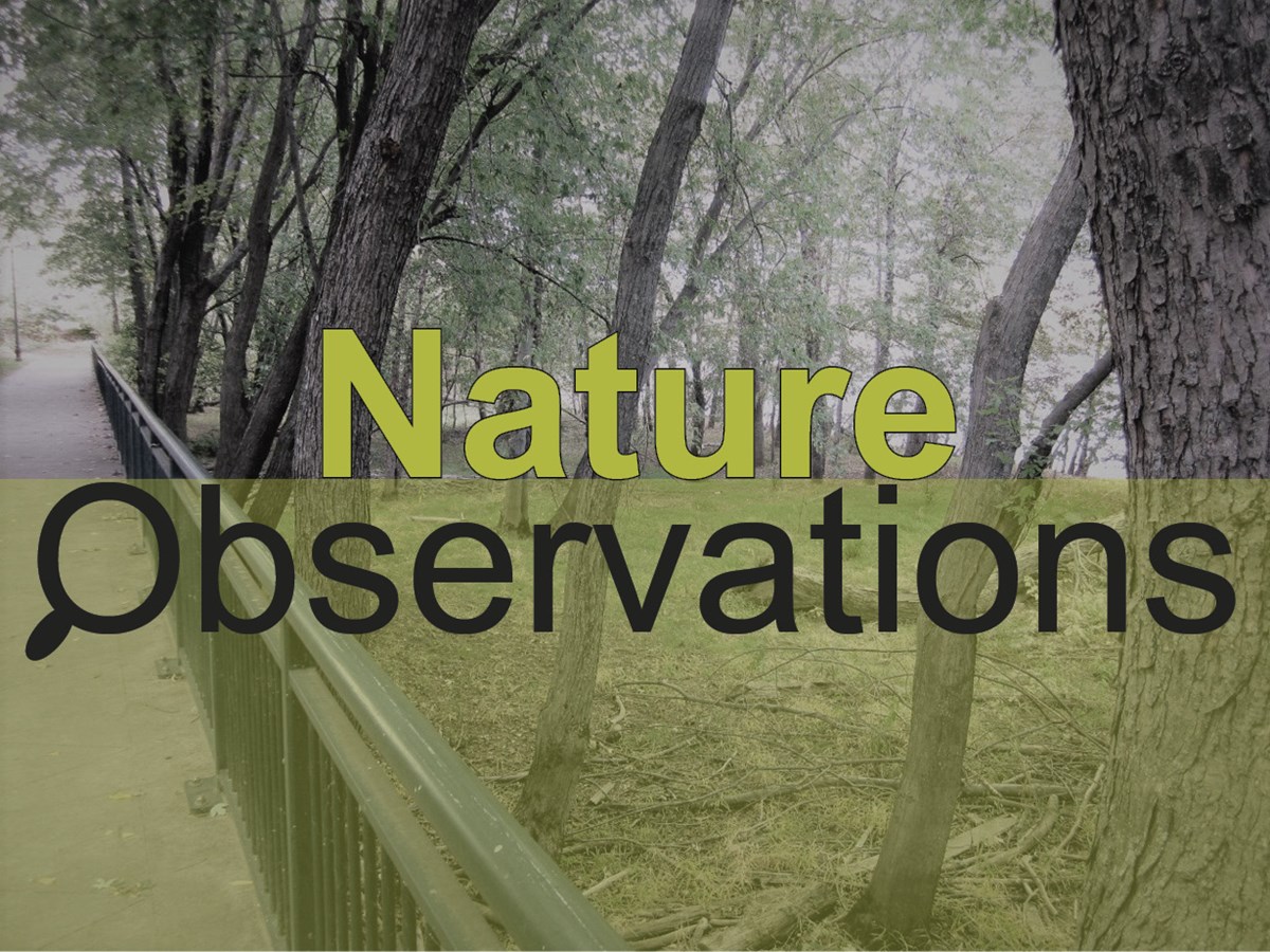 A paved pathway leading into the distance is flanked by a metal fence. The other side is trees and the Merrimack River. The O in the text Nature Observations is a magnifying glass.