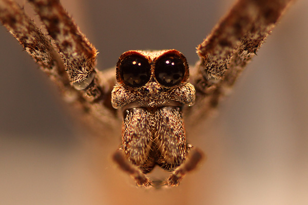 Some net-casting spiders have enormous eyes, which are among the most light-sensitive eyes on Earth and allow them to detect and catch prey in near-total darkness.