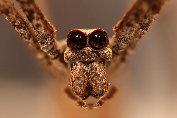 Eyes of net-casting spiders