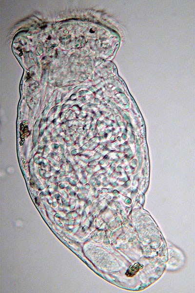 Microscope view of a male Octotrocha rotifer