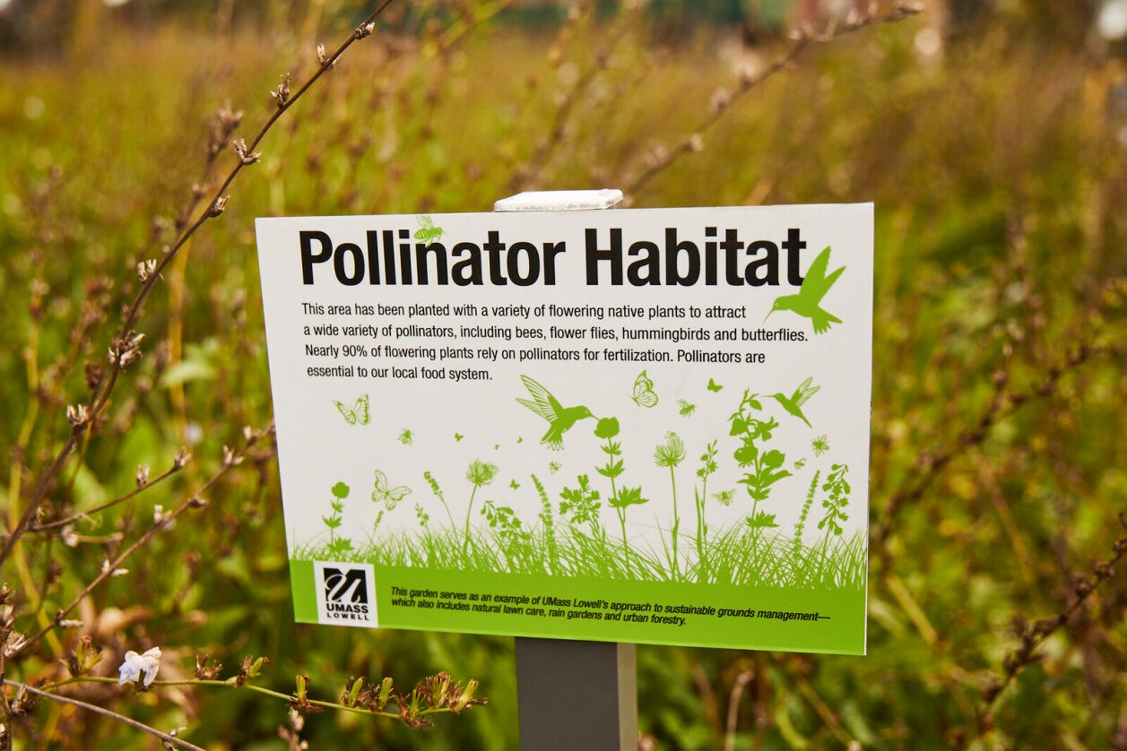 Pollinator Habitat signage that reads: Pollinator Habitat. This area has been planted with a variety of flowering native plants to attract a wide variety of pollinators, including bees, flower flies, hummingbirds and butterflies. Nearly 90% of flowering plants rely on pollinators for fertilization. Pollinators are essential to our local food system. This garden serves as an example of UMass Lowell's approach to sustainable grounds management - which also includes natural lawn care, rain gardens and urban forestry.