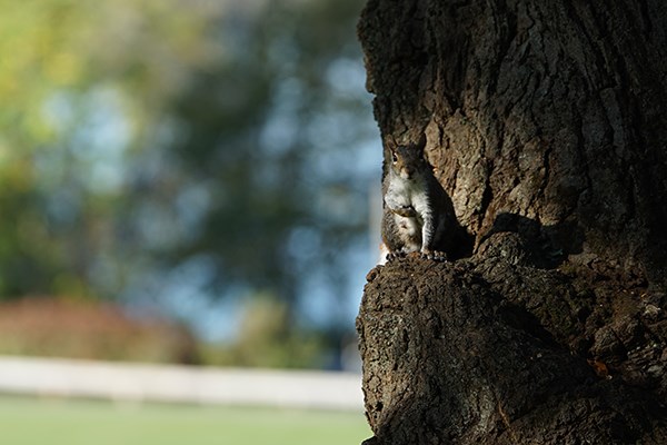 A squirrel sits in a tree behind Allen House on South Campus