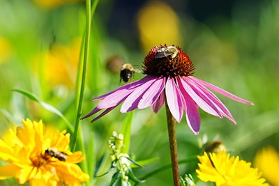 Three bees pollinate pink and yellow flowers