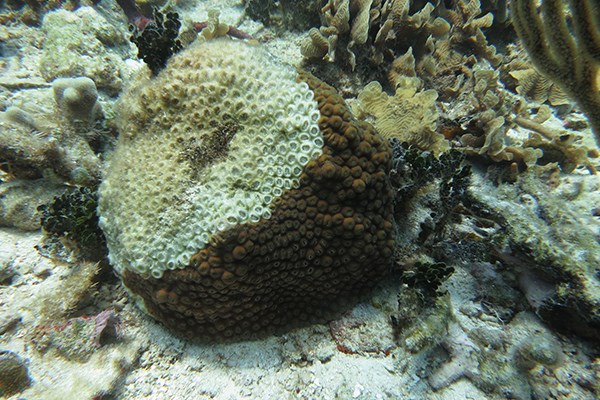 Sarah Gignoux-Wolfsohn coral
