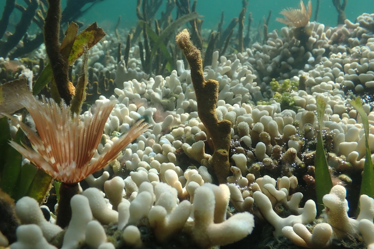 Coral and other marine life at the bottom of the ocean.