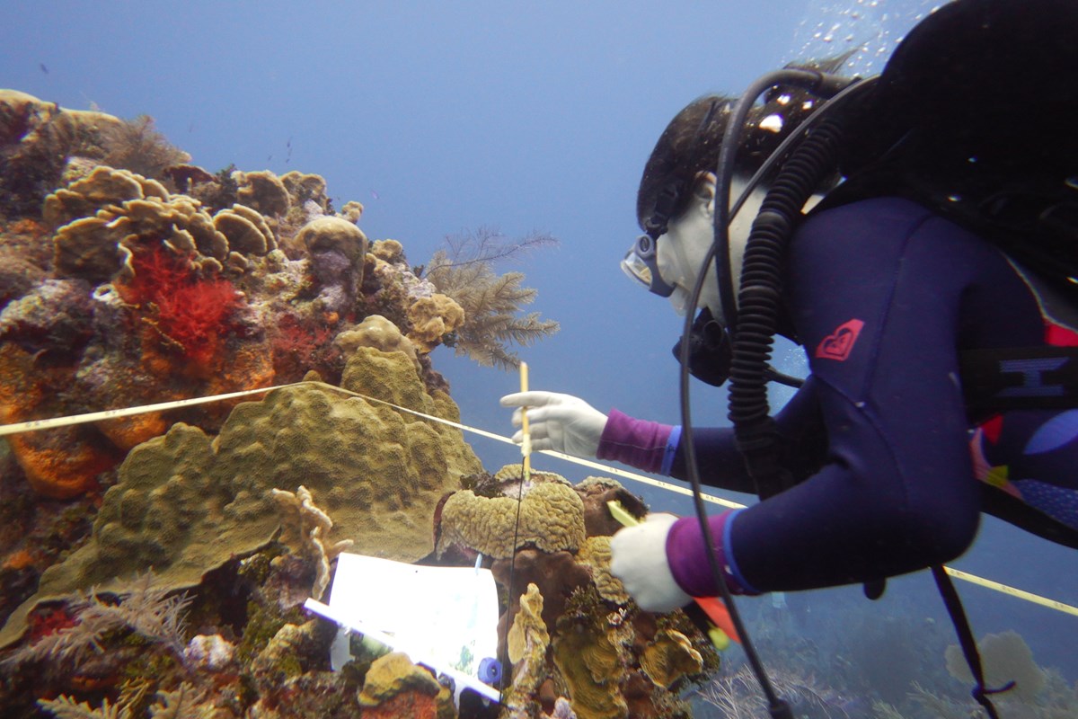 Person in scuba diving gear examining corals in the ocean.  