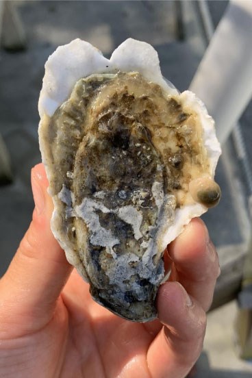 A hand holding an open oyster. 