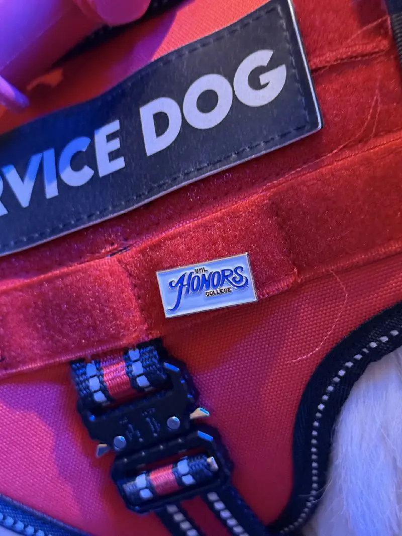 Close up of service dog with Honors pin.