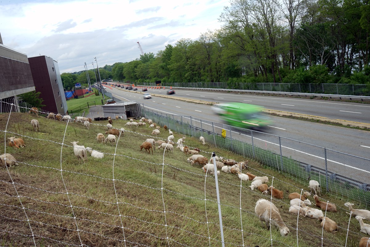 Cars drive past the sheep grazing on North Campus