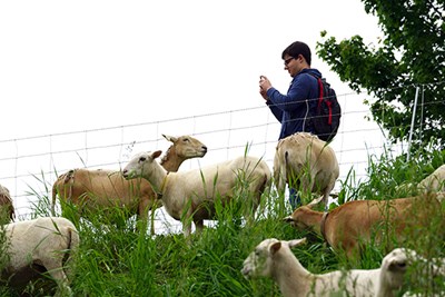 A student takes a picture of the sheep