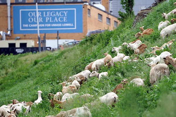 Sheep graze on grass on North Campus