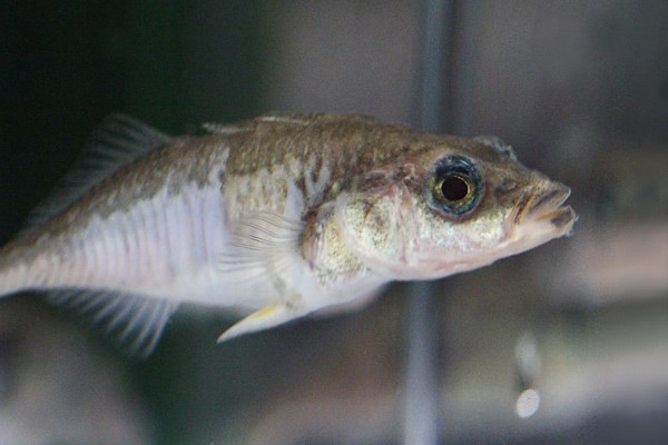 Three-spine stickleback fish