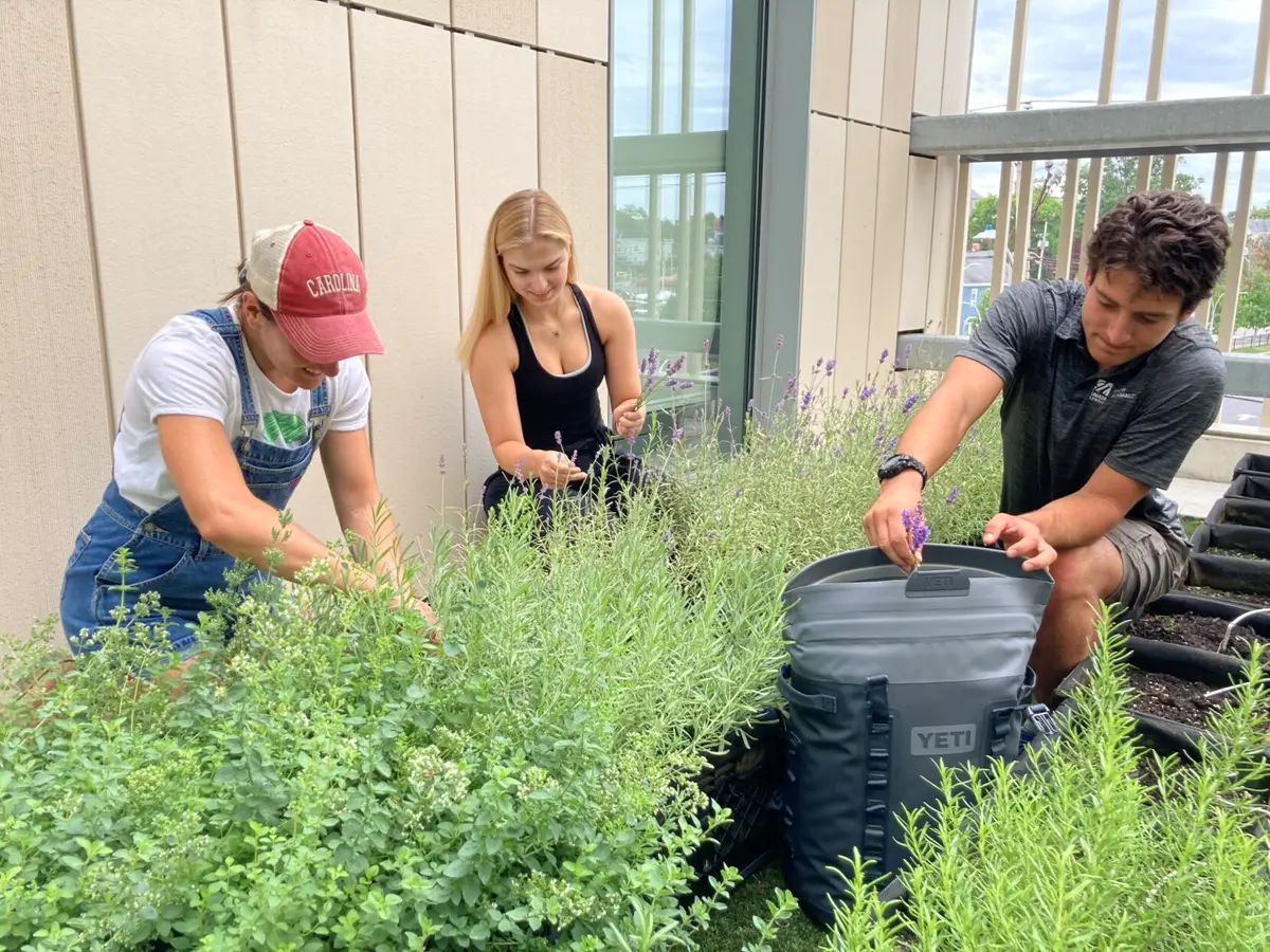 Students harvesting herbs.