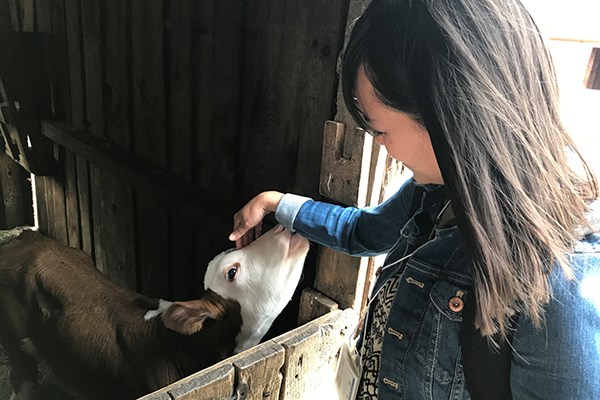 Megan Wong Regalado, a second grade teacher from Seattle, pets a calf at Old Sturbridge Village as part of a Tsongas Industrial History Center summer teacher institute