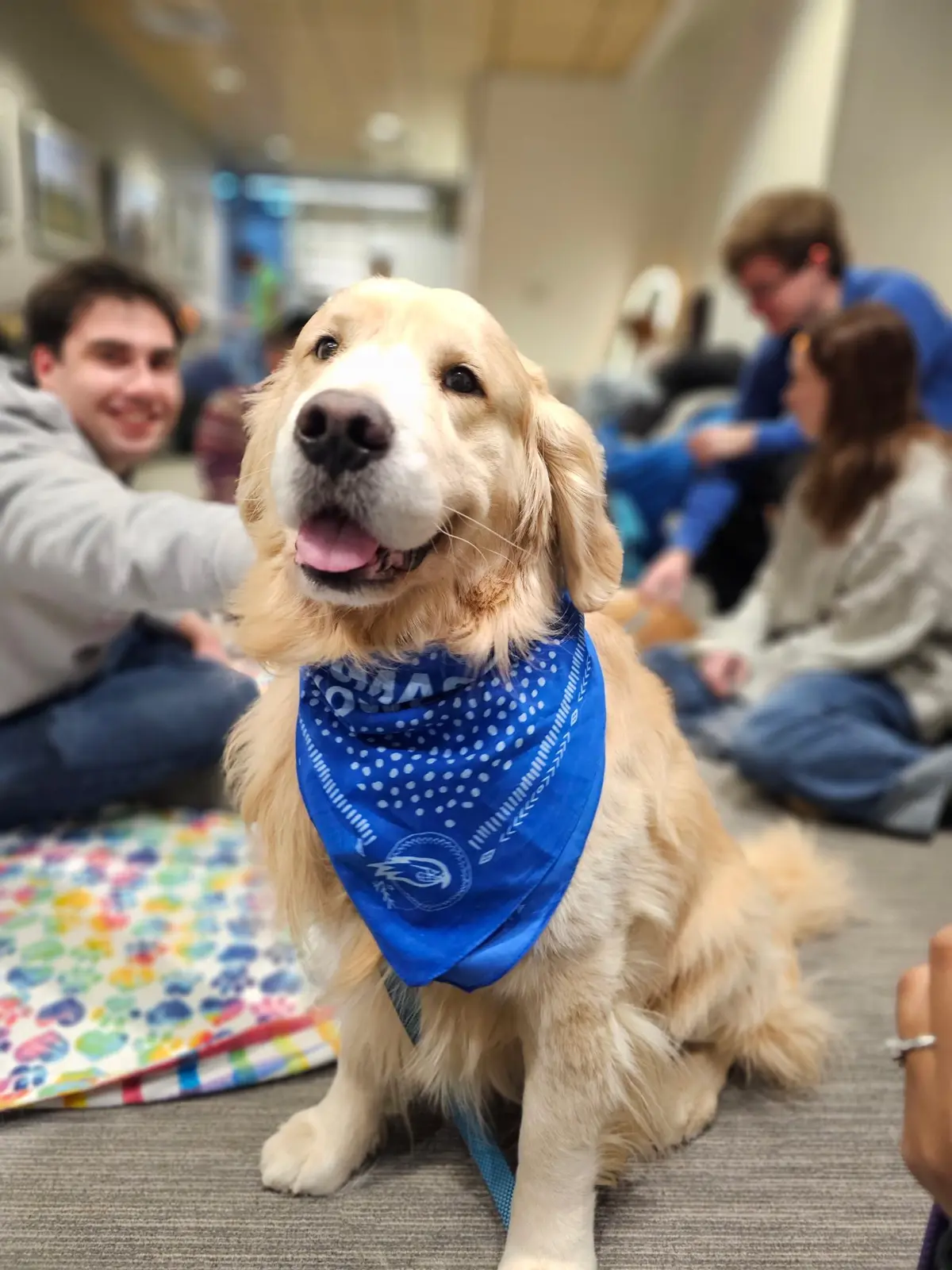 Therapy dog wearing blue UMass Lowell branded bandana