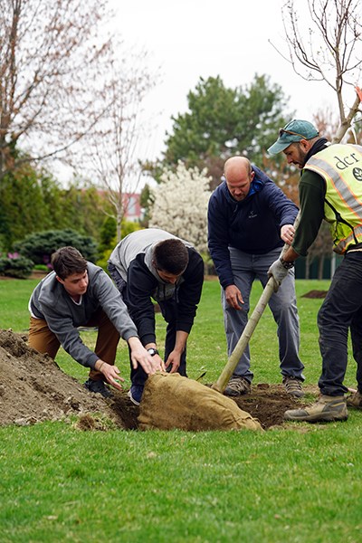 Three people lower a tree into a hole in the ground while a man looks on 