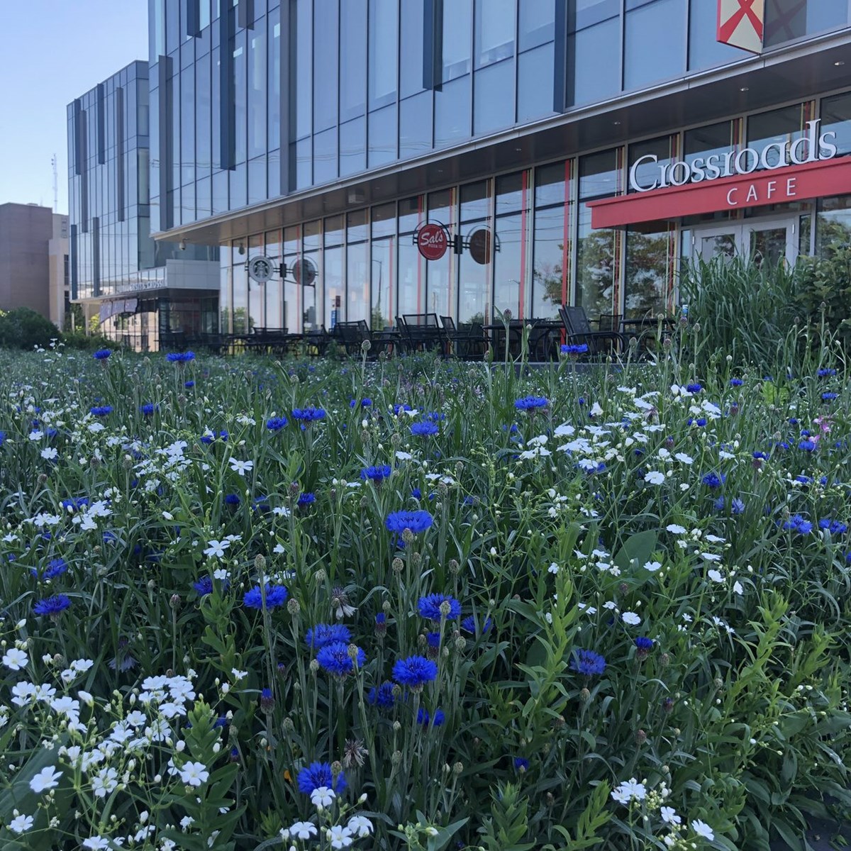 The image shows white and blue flowers, which are part of the pollinator garden. This in front of University Crossing, which features Crossroads Cafe and Sal's Pizza.