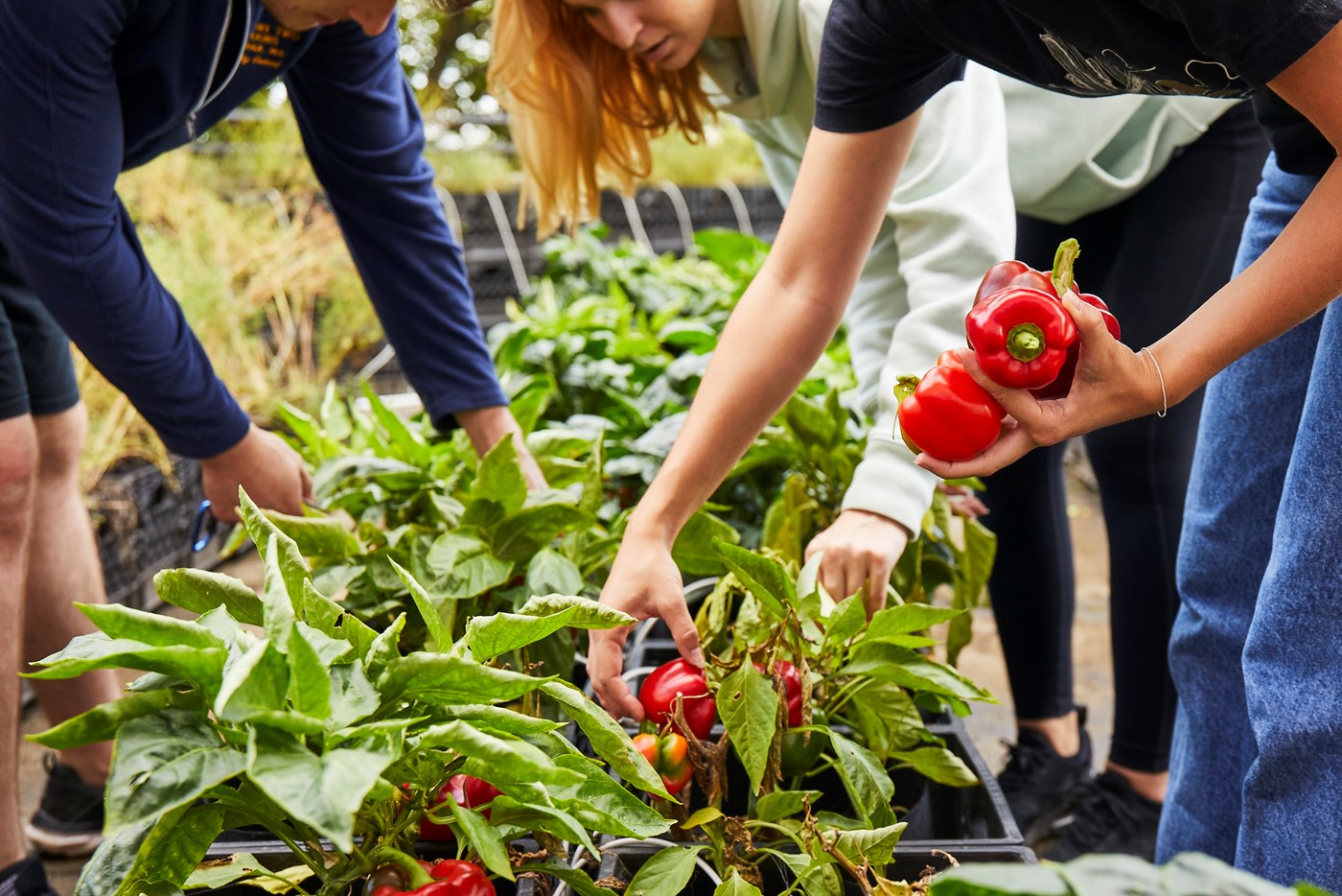 Three individuals harvest red bell peppers from a UMass Lowell Rooftop Garden.