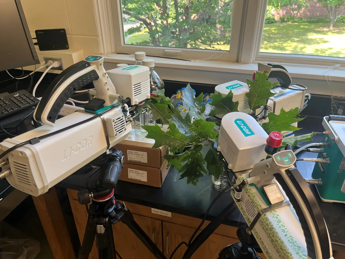 Scientific devices and green leaves are on a lab table by a window.