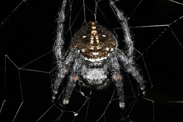 Darwin's bark spider on its web