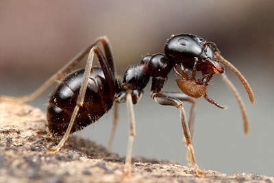 Ant with mite