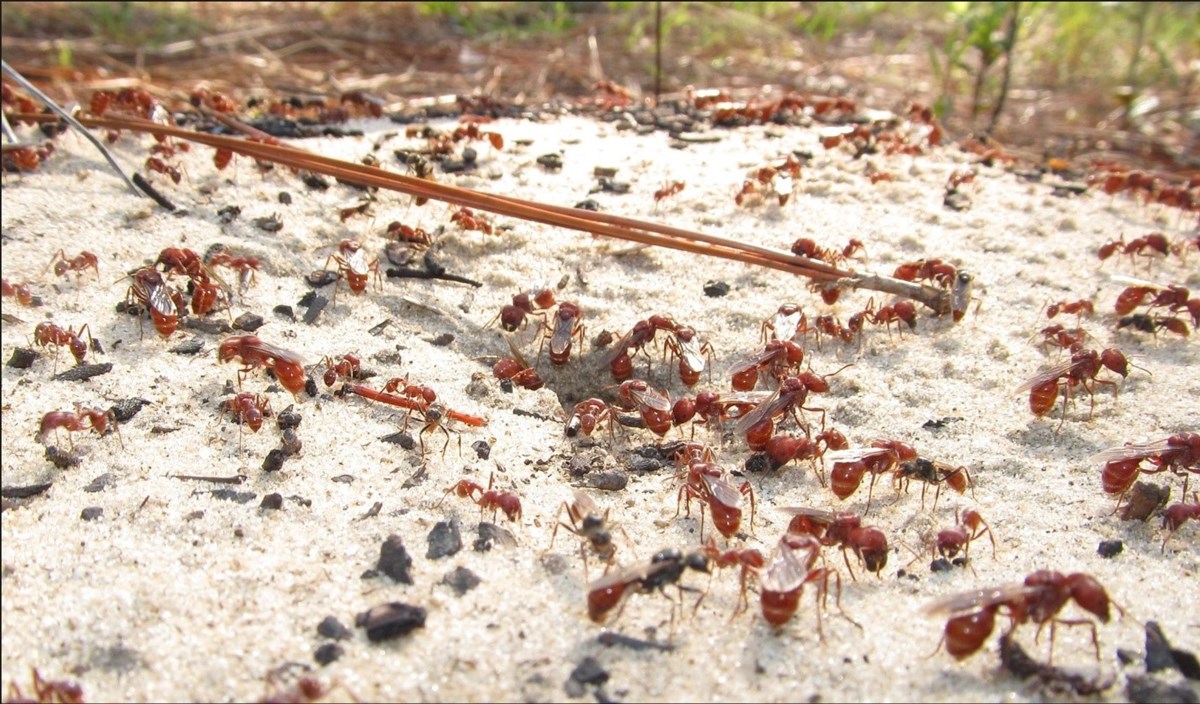 Nest entrance of the seed harvesting ant Pogonomyrmex badius during an annual mating flight. Mating flights coincide with the summer solstice each year.