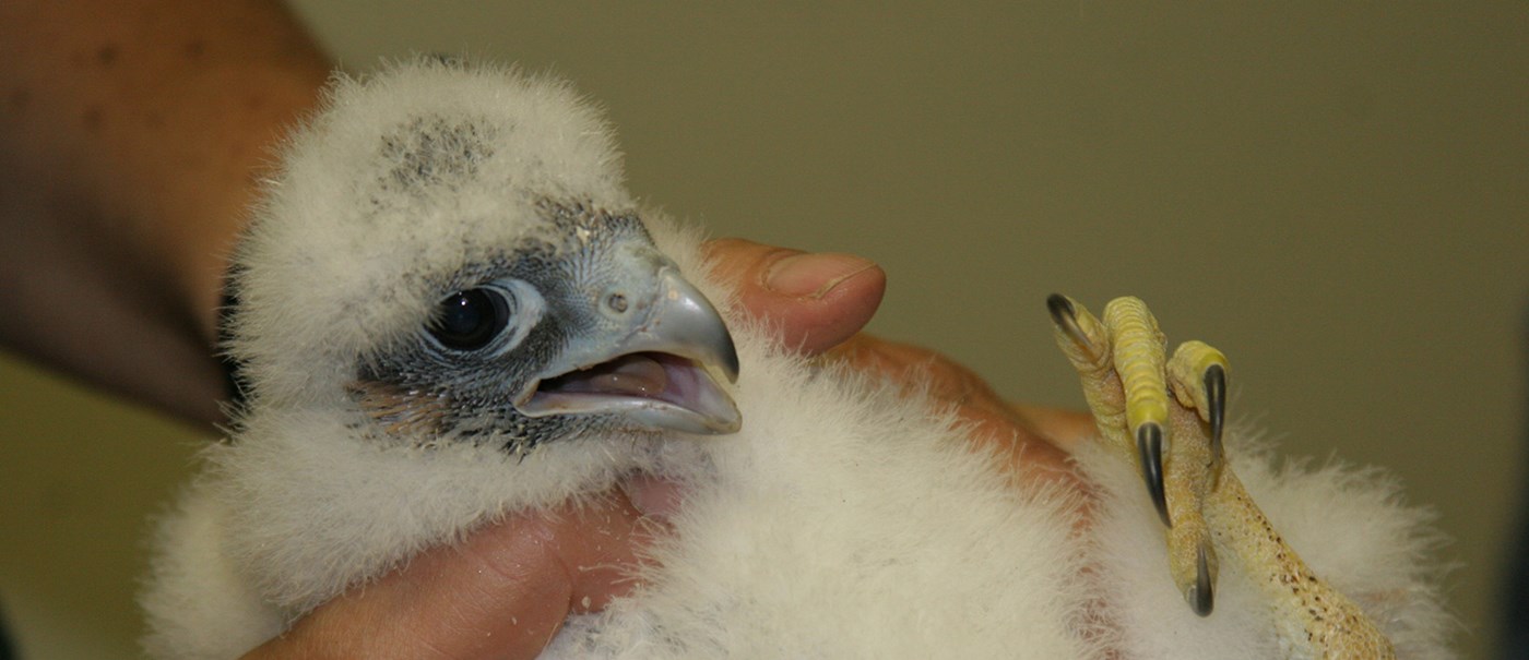 A baby falcon being picked up by a person.