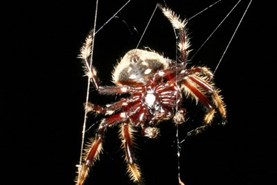Darwin's bark spider in web