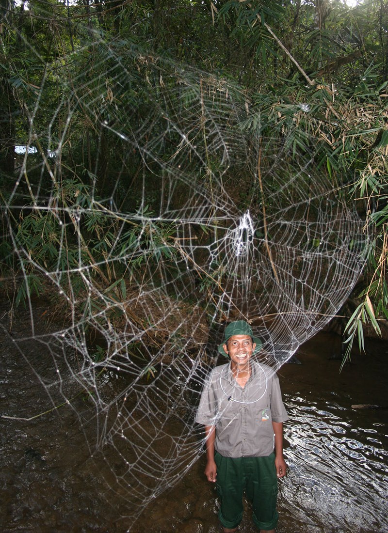 A Darwin’s bark spider web stretches across a stream in Madagascar.