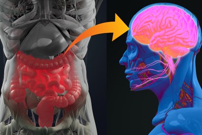 Illustration of the link of the gut and brain