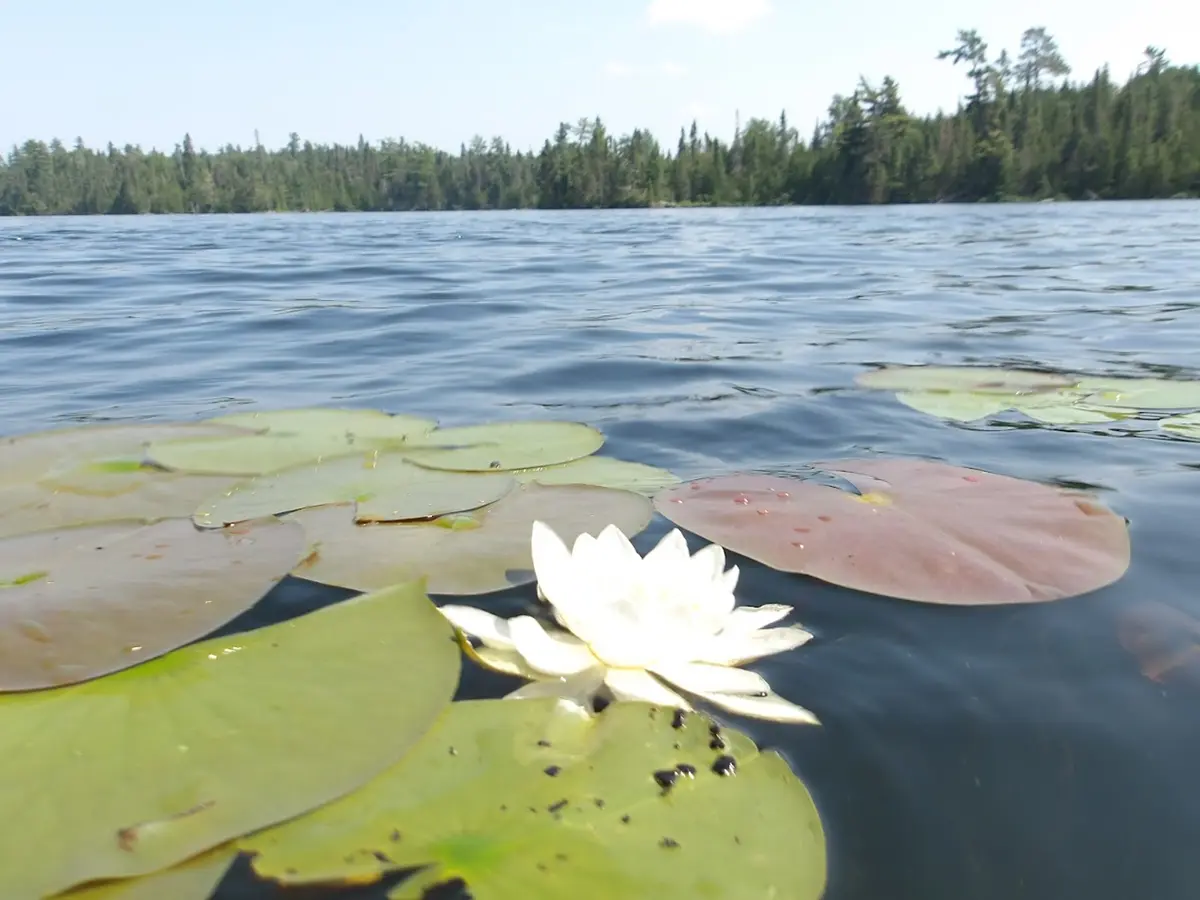 A white lily pad and green leaf float in a blue lake with the trees and sky beyond.