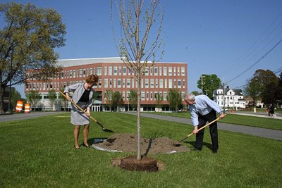 UMass Lowell Chancellor, Jacquie Moloney using a shovel to help plant a tree.