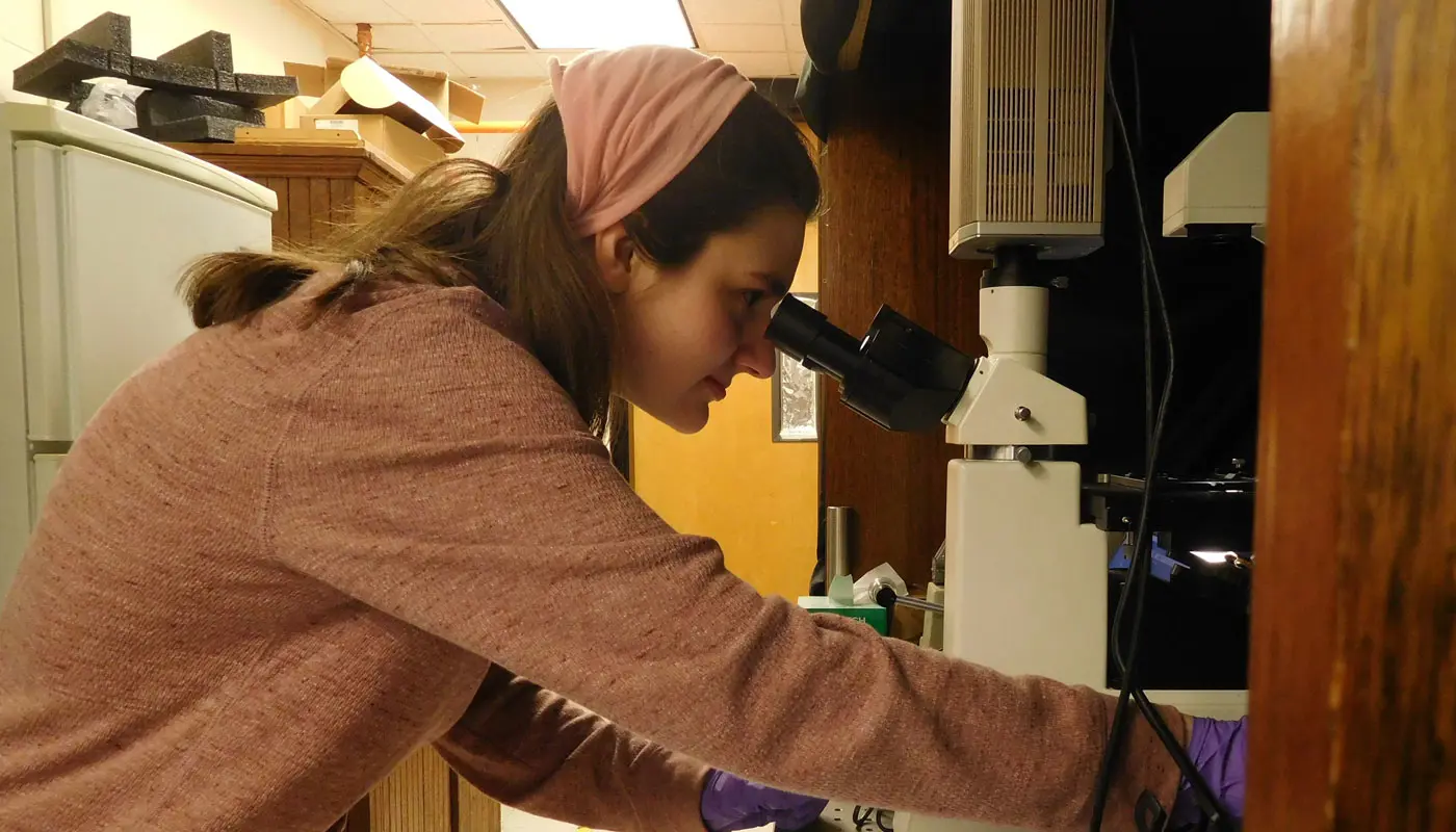 Student looks through a microscope in a UMass Lowell chemistry lab.