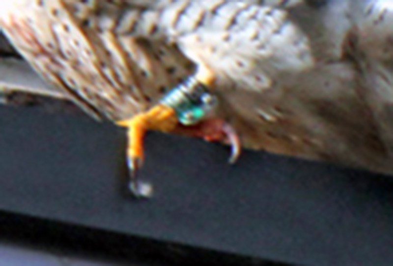 A close-up of the band showing the bird’s ID number.