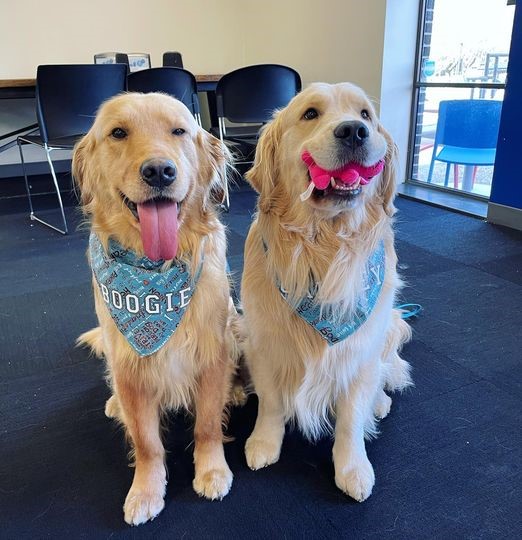 therapy-dogs