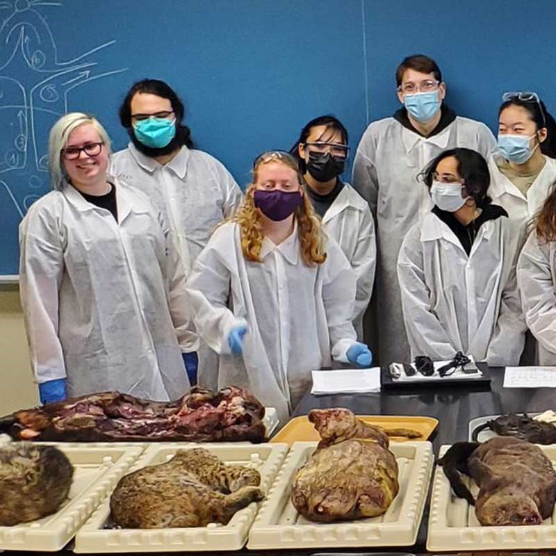 Students wearing lab coats stand behind animal specimens in a UMass Lowell biology lab