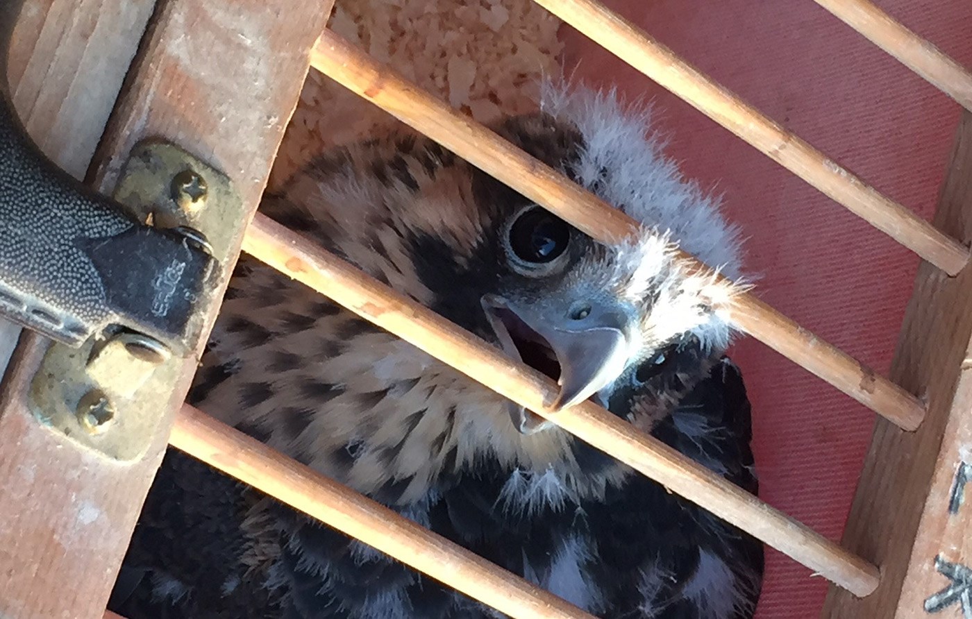 A fallen Falcon chick looks at the camera through a cage.