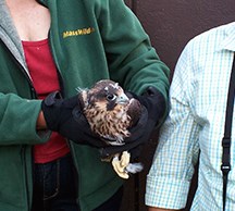 a volunteer holds the chick after she fell
